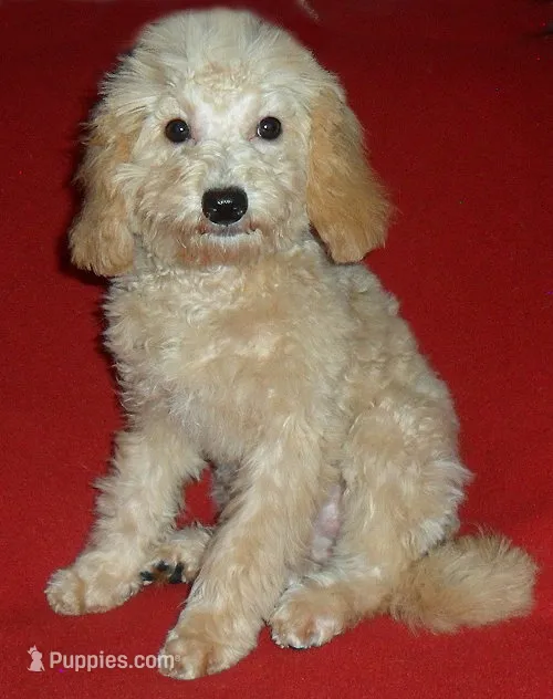 Millie – Poodle - Miniature  puppy for sale in Butler, OH
