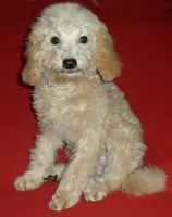 Millie, a female Poodle - Miniature  for sale in Butler, OH – 1 of 8