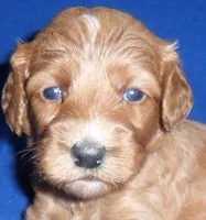 Reggie, a male Cockapoo for sale in Butler, OH – 5 of 9