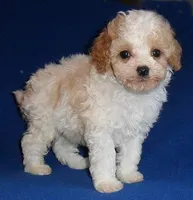 Rudy, a male Cockapoo for sale in Butler, OH – Photo 8 of 8