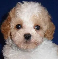 Rudy, a male Cockapoo for sale in Butler, OH – Photo 4 of 8