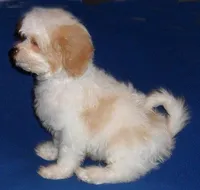 Darby, a male Cockapoo for sale in Butler, OH – Photo 5 of 8