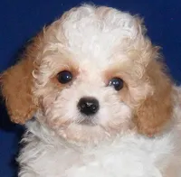 Rudy, a male Cockapoo for sale in Butler, OH – Photo 3 of 5