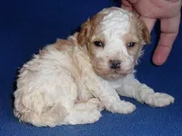 Rudy, a male Cockapoo for sale in Butler, OH – Photo 3 of 7