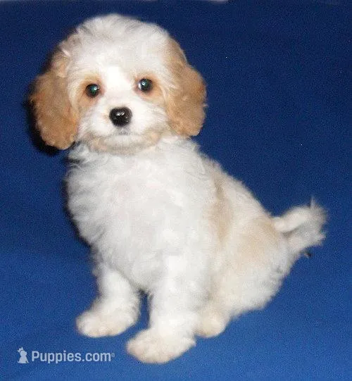 Darby – Cockapoo puppy for sale in Butler, OH