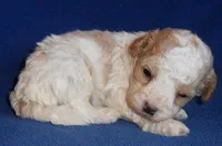 Rudy, a male Cockapoo for sale in Butler, OH – Photo 2 of 7