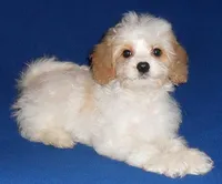 Darby, a male Cockapoo for sale in Butler, OH – Photo 2 of 8