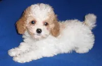 Rudy, a male Cockapoo for sale in Butler, OH – Photo 5 of 5