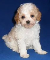 Rudy, a male Cockapoo for sale in Butler, OH – Photo 3 of 8