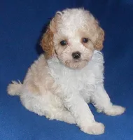Rudy, a male Cockapoo for sale in Butler, OH – Photo 5 of 8