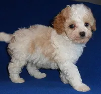 Rudy, a male Cockapoo for sale in Butler, OH – Photo 2 of 8