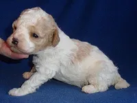 Rudy, a male Cockapoo for sale in Butler, OH – Photo 5 of 7