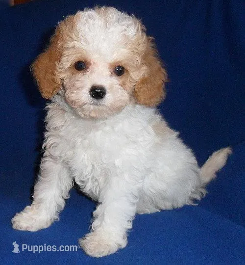 Rudy – Cockapoo puppy for sale in Butler, OH