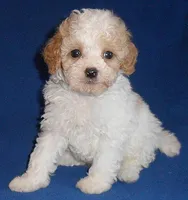 Rudy, a male Cockapoo for sale in Butler, OH – Photo 1 of 8