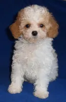 Rudy, a male Cockapoo for sale in Butler, OH – Photo 4 of 5