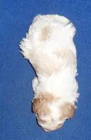 Rudy, a male Cockapoo for sale in Butler, OH – Photo 6 of 7