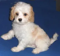 Darby, a male Cockapoo for sale in Butler, OH – Photo 3 of 8