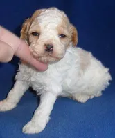 Rudy, a male Cockapoo for sale in Butler, OH – Photo 1 of 7