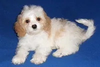 Darby, a male Cockapoo for sale in Butler, OH – Photo 8 of 8