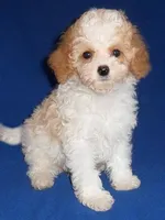 Rudy, a male Cockapoo for sale in Butler, OH – Photo 2 of 5