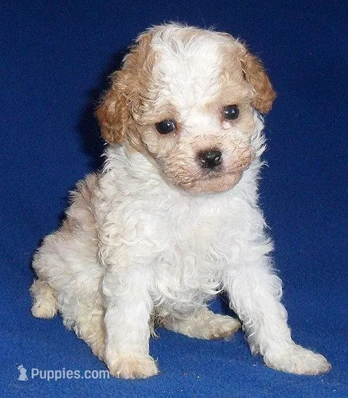 Rudy – Cockapoo puppy for sale in Butler, OH