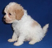 Rudy, a male Cockapoo for sale in Butler, OH – Photo 6 of 8