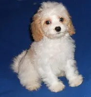 Darby, a male Cockapoo for sale in Butler, OH – Photo 4 of 8