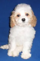Darby, a male Cockapoo for sale in Butler, OH – Photo 6 of 8