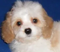 Darby, a male Cockapoo for sale in Butler, OH – Photo 7 of 8