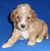 Teddy, a male Cockapoo for sale in Butler, OH – 3 of 8