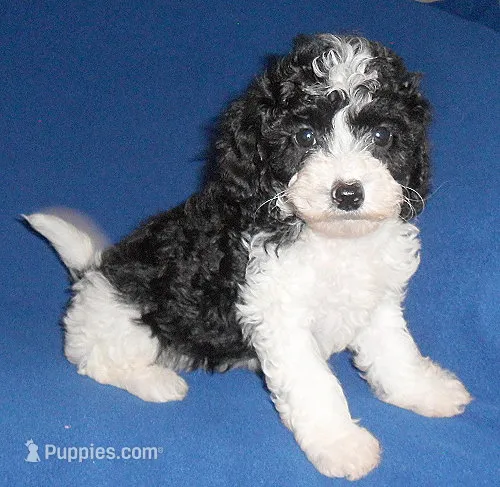Snoopy – Shihpoo puppy for sale in Butler, OH