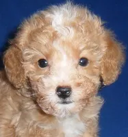 Peanut, a male Poodle - Miniature  for sale in Butler, OH – 2 of 9