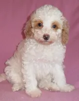 Lola, a female Poodle - Miniature  for sale in Butler, OH – 2 of 6