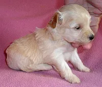 Gidget, a female Shihpoo for sale in Butler, OH – 2 of 6