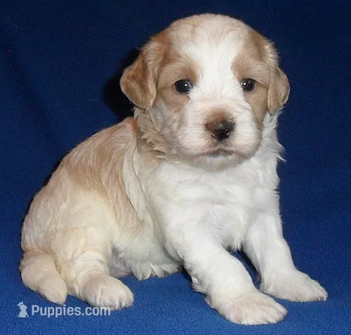 Benji – Shihpoo puppy for sale in Butler, OH