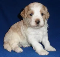 Benji, a male Shihpoo for sale in Butler, OH – 1 of 8