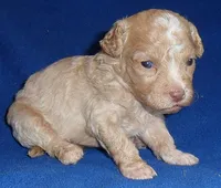 Baxter, a male Shihpoo for sale in Butler, OH – 2 of 8