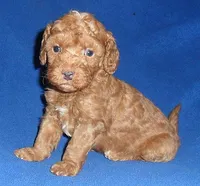 Rusty, a male Poodle - Miniature  for sale in Butler, OH – 4 of 6