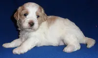 Benji, a male Shihpoo for sale in Butler, OH – 6 of 8