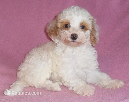 Lola – Poodle - Miniature  puppy for sale in Butler, OH