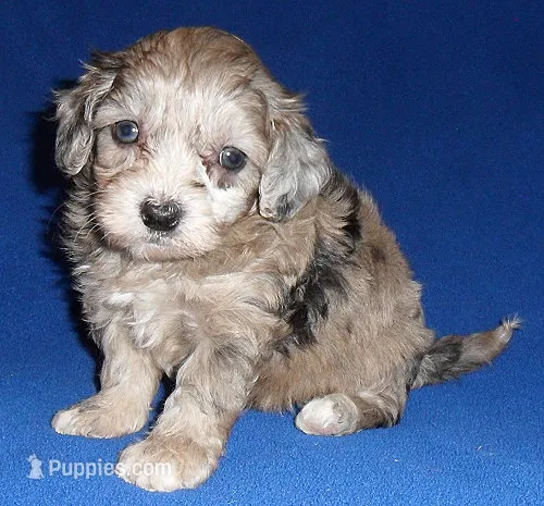 Muffin – Shihpoo puppy for sale in Butler, OH