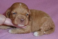 Sophie, a female Cockapoo for sale in Butler, OH – Photo 4 of 5