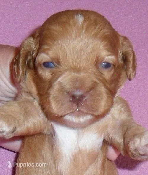 Sophie – Cockapoo puppy for sale in Butler, OH