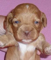 Sophie, a female Cockapoo for sale in Butler, OH – Photo 1 of 5