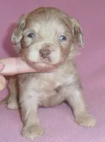 Winne, a female Shihpoo for sale in Butler, OH – 5 of 8