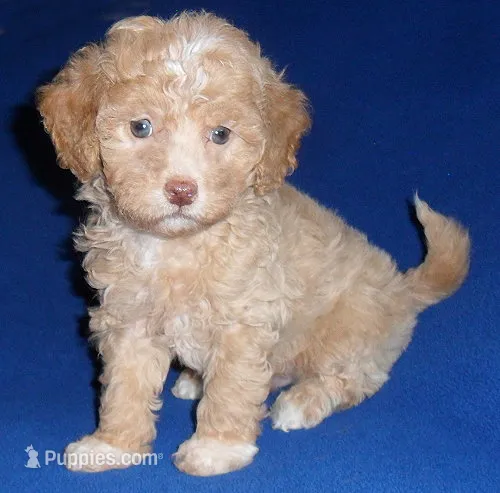 Baxter – Shihpoo puppy for sale in Butler, OH