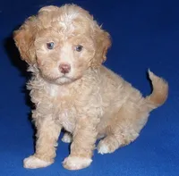 Baxter, a male Shihpoo for sale in Butler, OH – 1 of 6