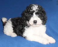Snoopy, a male Shihpoo for sale in Butler, OH – 2 of 7
