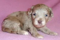 Winne, a female Shihpoo for sale in Butler, OH – 2 of 8
