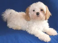 Pickles, a male Shihpoo for sale in Butler, OH – 6 of 10